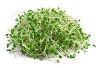 Alfalfa sprouts nutrition facts