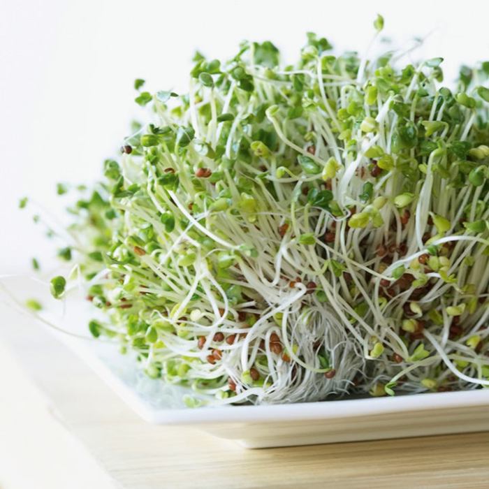 Alfalfa sprouts nutrition facts