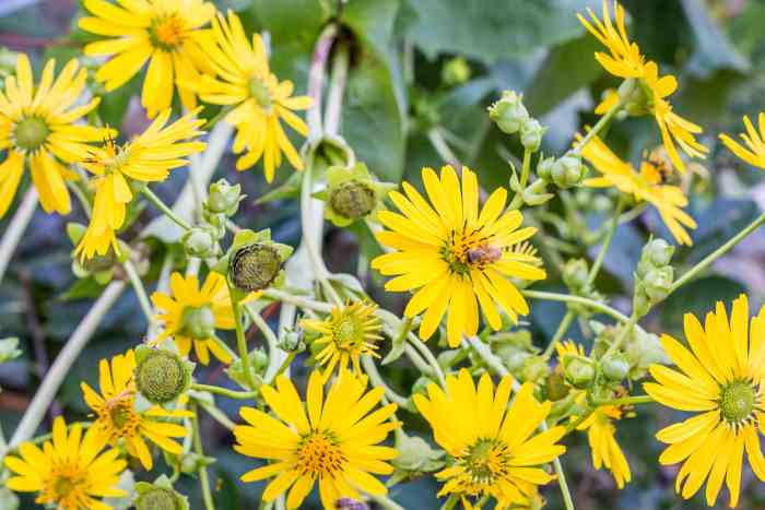 Plant with little cup-like flowers