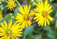 Plant with little cup-like flowers