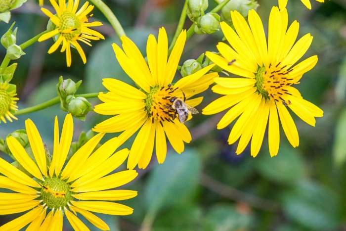 Plant with little cup-like flowers