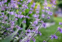 Mint plant with purple flowers