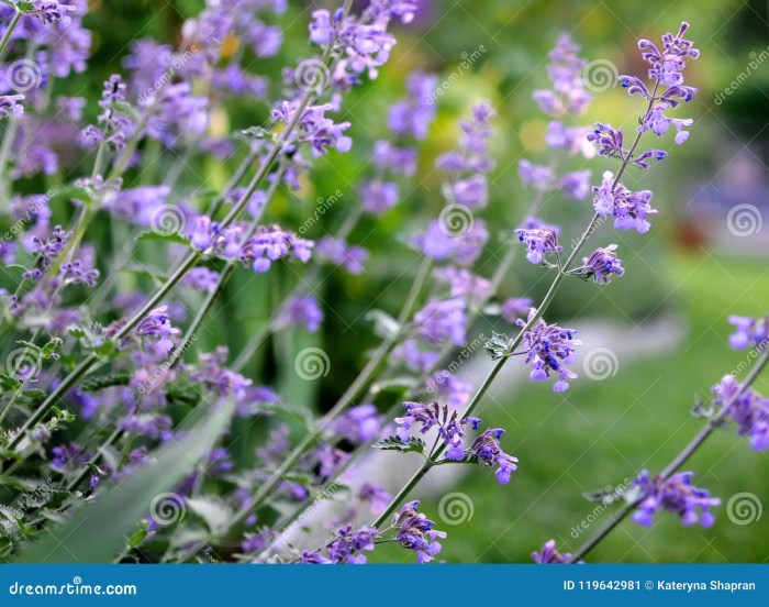 Mint plant with purple flowers