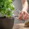 How Much to Water Indoor Basil Plants