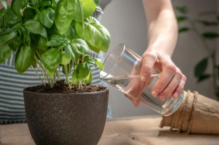 How much to water indoor basil plant