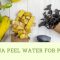 How Much Banana Peel Water for Plants?