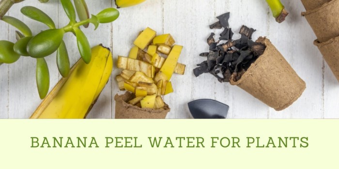 How much banana peel water for plants