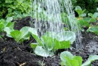 How much to water cabbage plants