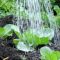 How Much to Water Cabbage Plants