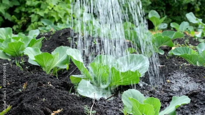 How much to water cabbage plants