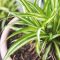 How Much Should You Water Indoor Plants?