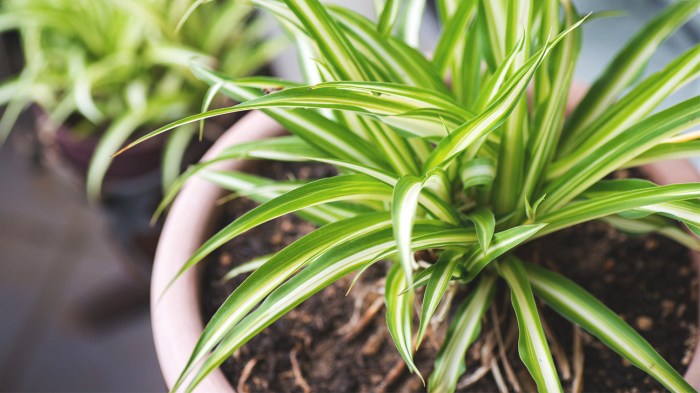 How much should you water indoor plants