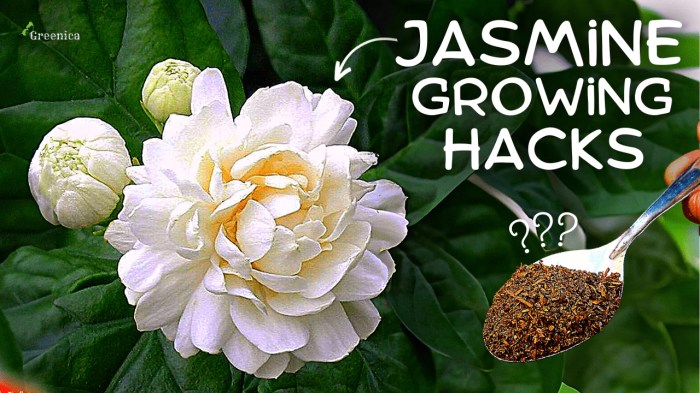 How much to water jasmine plant