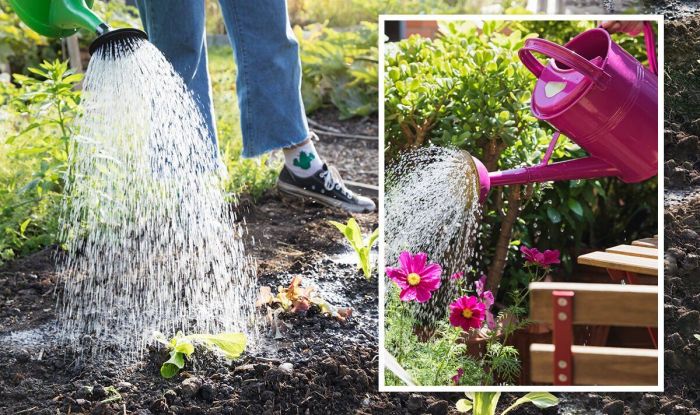 Watering plants need vegetable often gardening