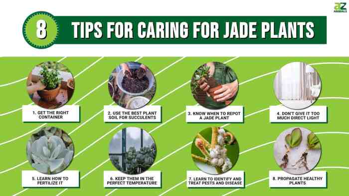 How much to water jade plant