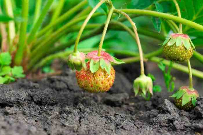 How much should you water strawberry plants