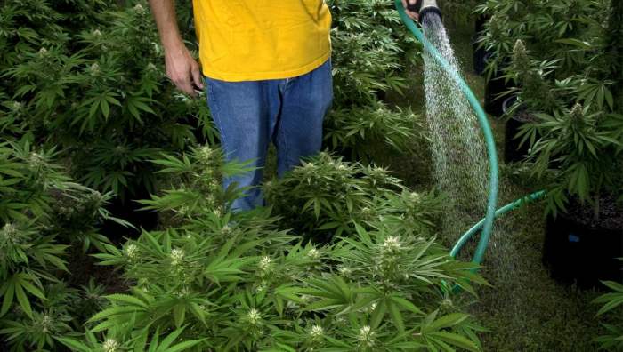 How much water do marijuana plants need