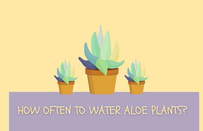 How much do i water my aloe plant