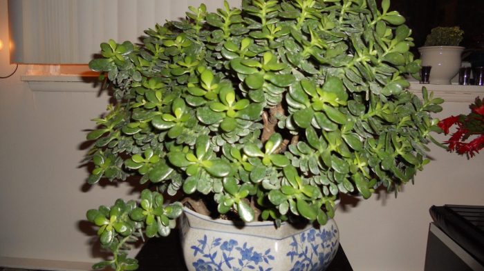 How much do you water a jade plant