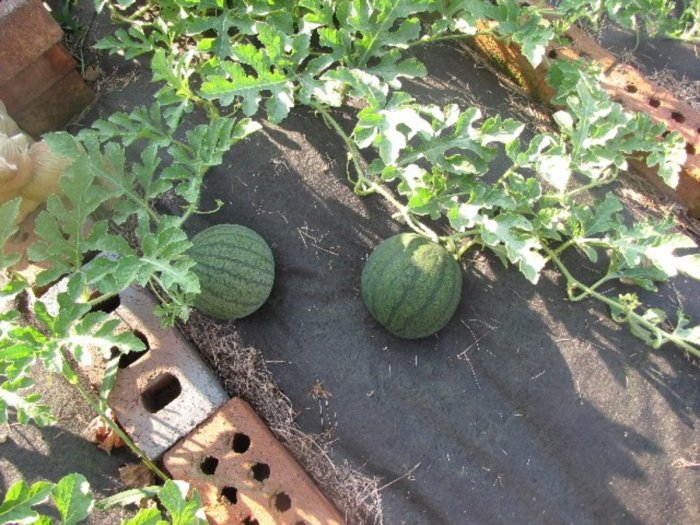 Watermelon grow watermelons diynetwork