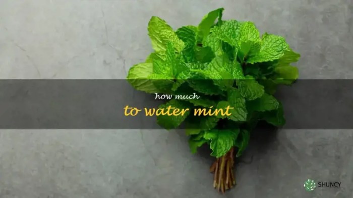 How much water do mint plants need