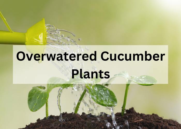 How much should you water a cucumber plant