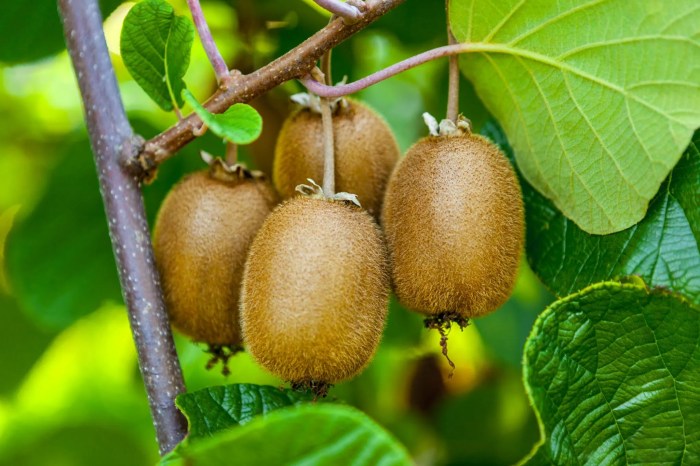 How much water do kiwi plants need