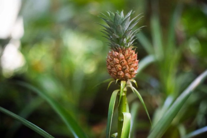 How much to water pineapple plant