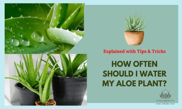 How much do you water an aloe plant