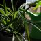 How Much Should I Water a Spider Plant?