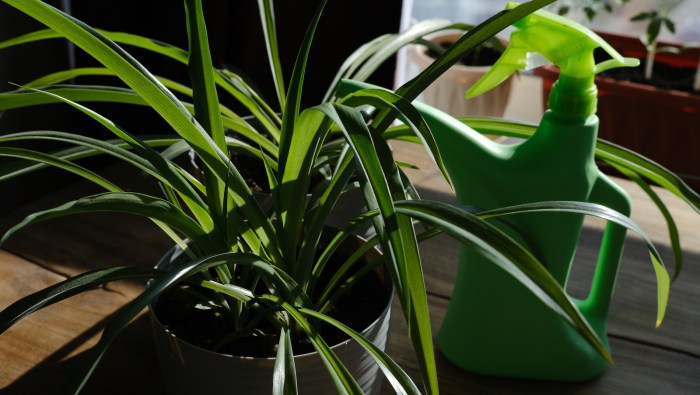 How much should i water a spider plant