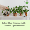 How Many Times to Water Indoor Plants