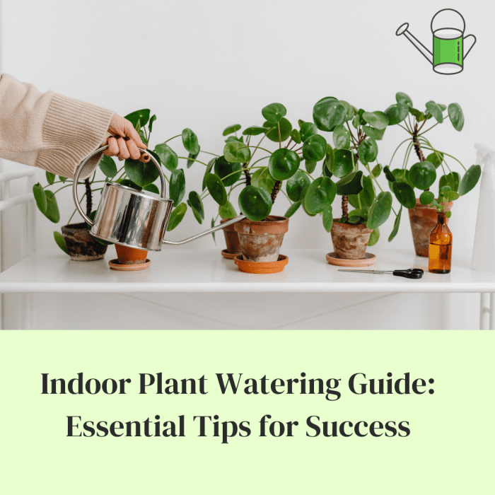 Water plants much need watering herbs amount giving guide grow indoor