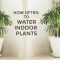 How Much Should I Water My Indoor Plants?