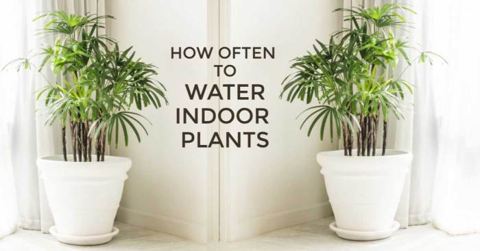 How much should i water my indoor plants