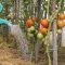 How Many Times to Water Tomato Plants?