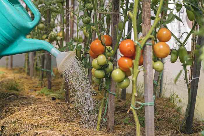 How many times to water tomato plant