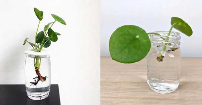 How much to water a money plant