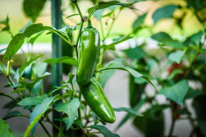 How much water do jalapeno pepper plants need