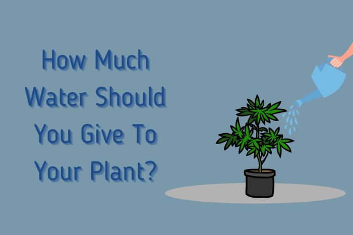 How much should i water a plant