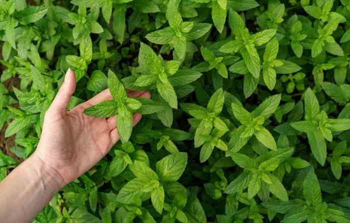 How much water do mint plants need