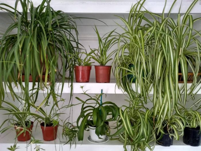 How much should i water a spider plant