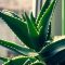 How Much Do I Water My Aloe Plant?