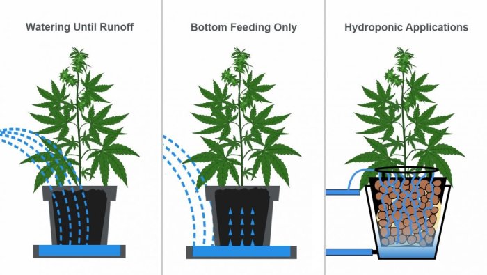 How much should you water a weed plant