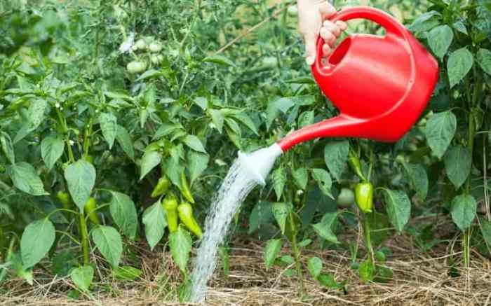 How much should you water pepper plants