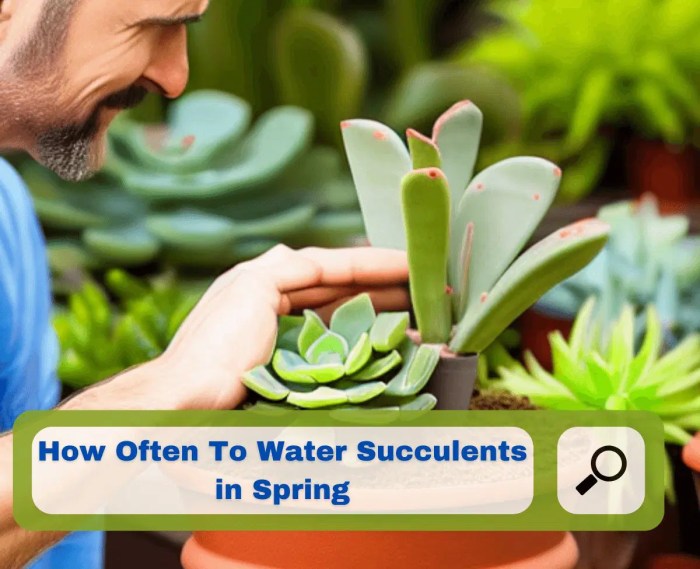 How many times to water succulent plants