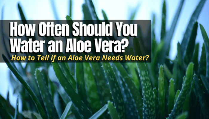 How much to water aloe vera plants