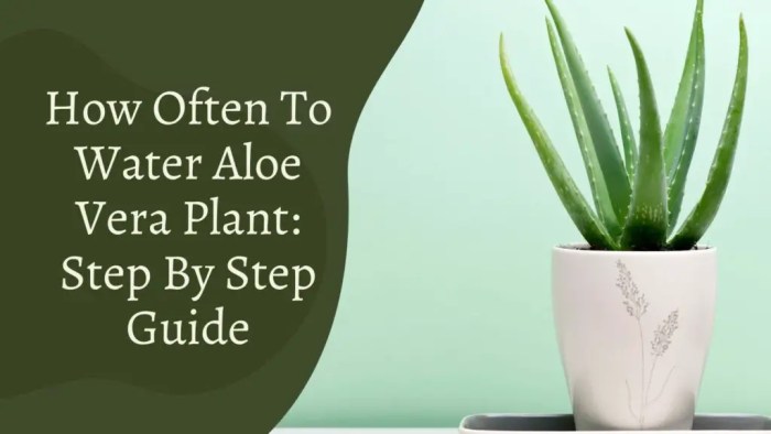 How much do you water a aloe plant