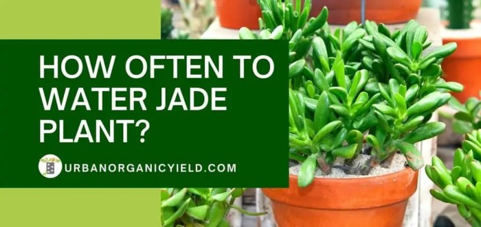 How much should i water my jade plant