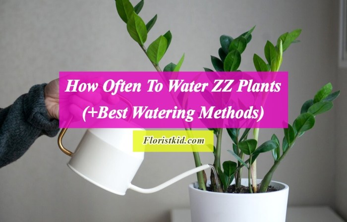 How much to water your plants